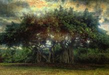 Juzgando las hojas de higuera